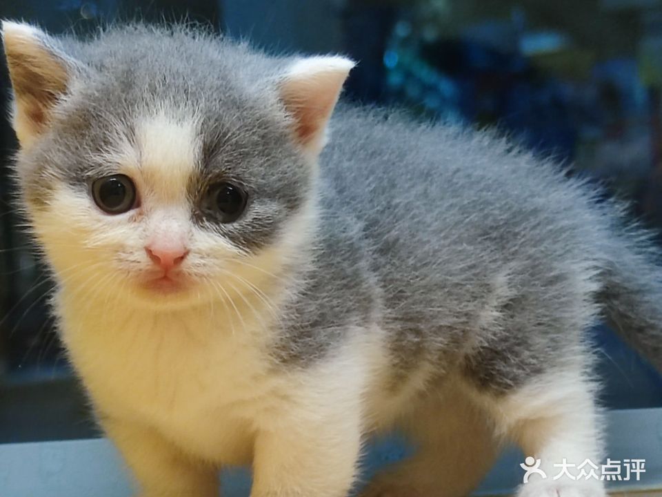 喵汪当家宠物生活馆1