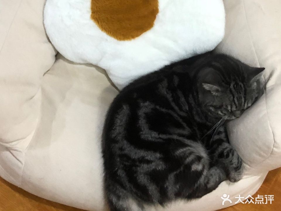 狸噗噗萌宠馆·寄养洗澡·撸猫·咖啡下午茶