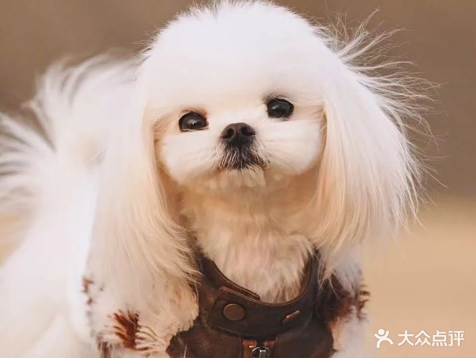 汪星人(天汉大道店)
