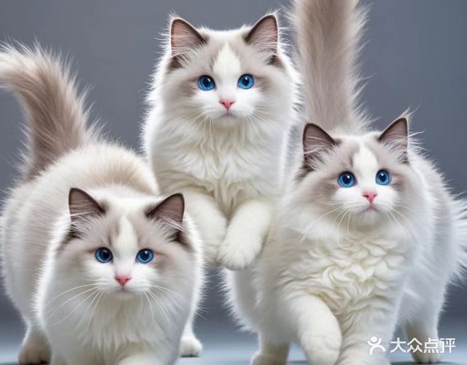 帮你美猫咪养护中心(安吉万达店)