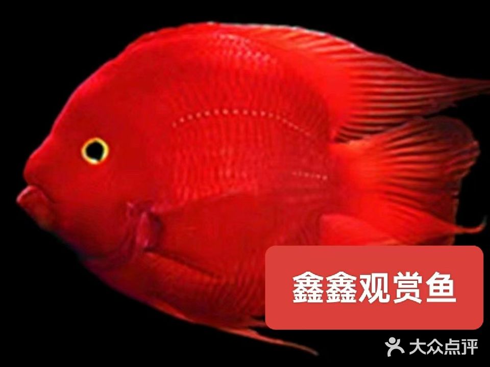 鑫鑫观赏鱼水族