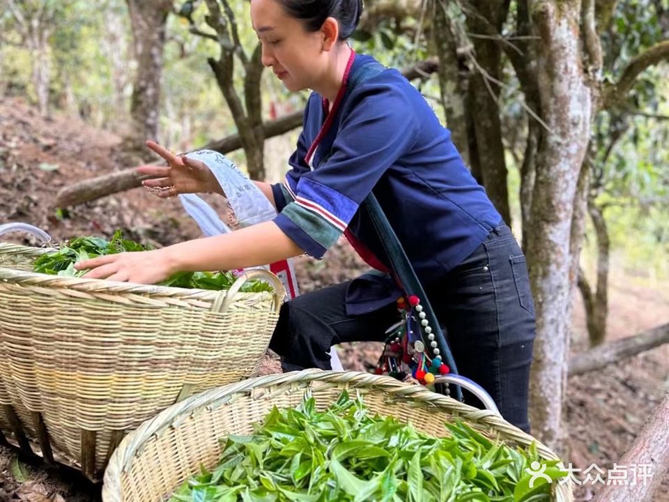 老班章中国普洱茶第一村