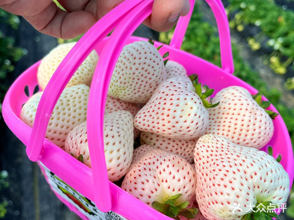 邢西庄草莓采摘生态园