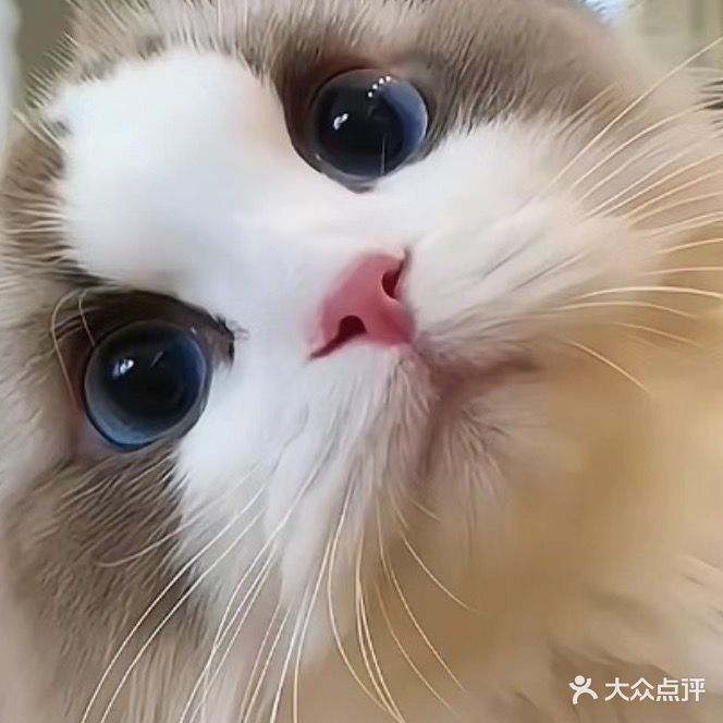 温州喜乐宠物托运