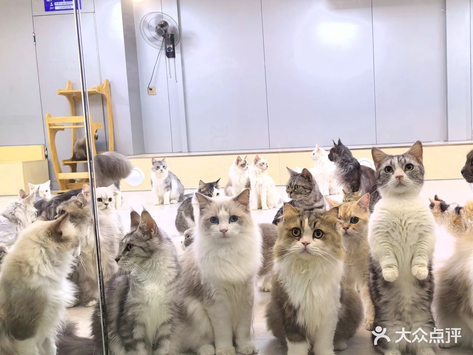 猫咖(万达广场湛江霞山店)