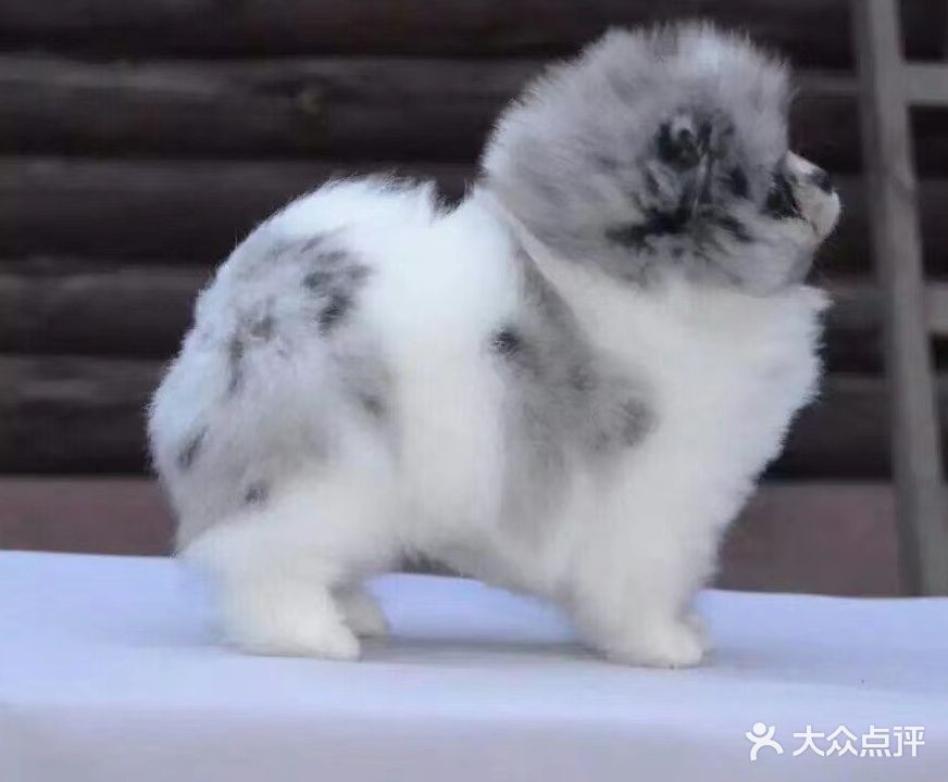 米家宠物用品店(霞山店)