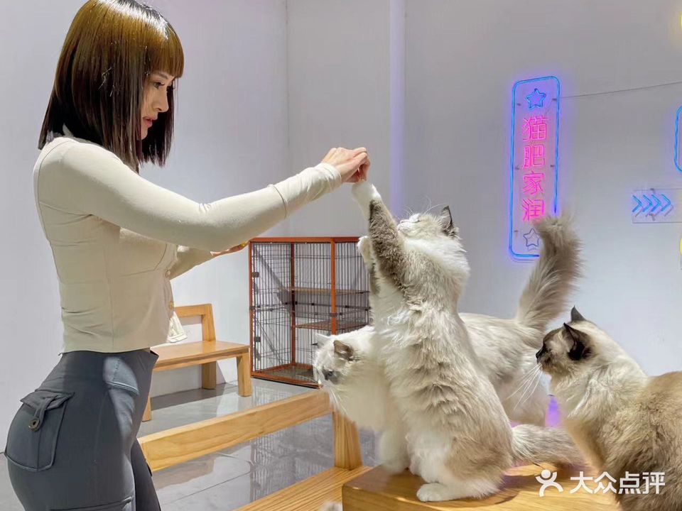 胖虎猫馆(南风店)