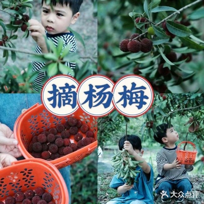 威远杨梅基地