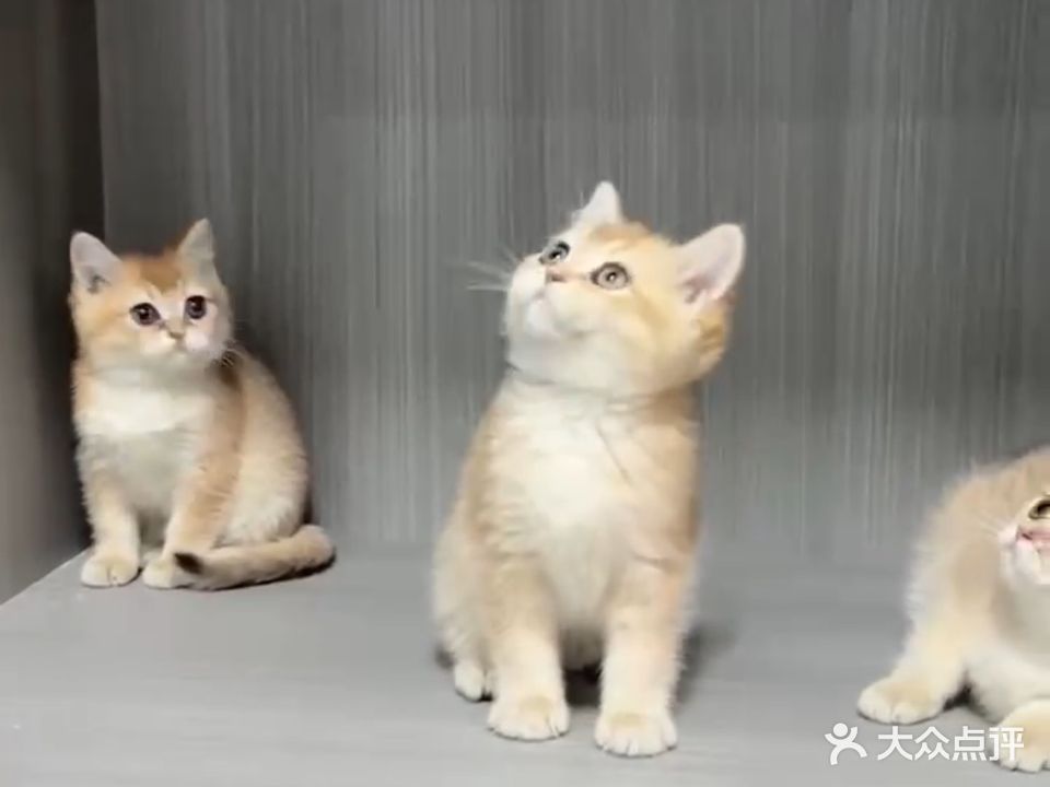 喜宠宠物(金色蓝镇店)