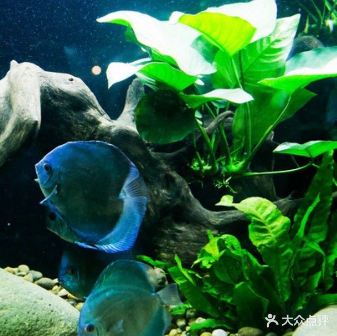 鱼艺水族(西龙总代理)