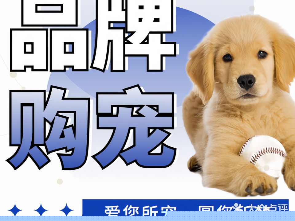 鲁宠天下市北店·幼猫幼犬专售