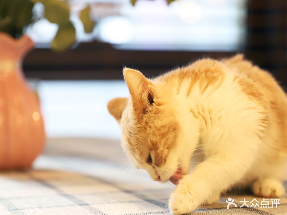 猫语喵音猫咖猫咪生活(万象汇店)