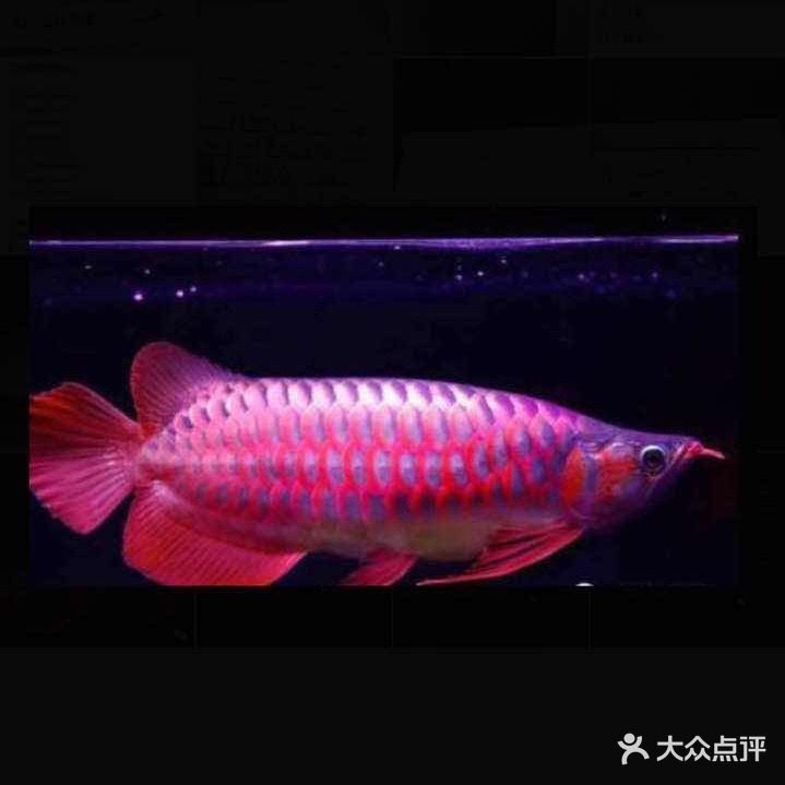 祥源水族(永怡商城店)