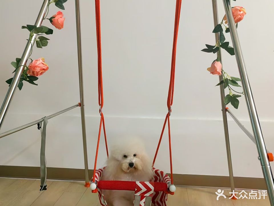 毛孩子宠物美容店