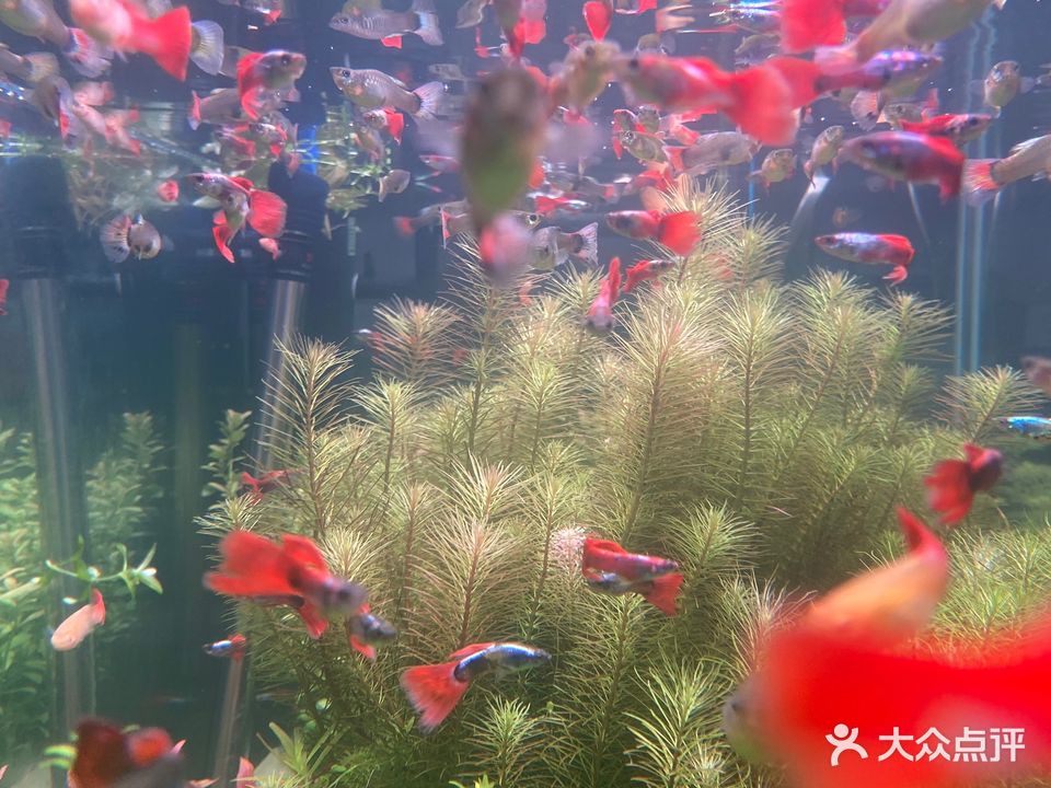 七彩水族(自贡华商爱琴海购物中心A馆店)