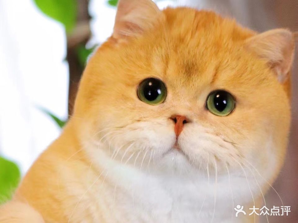 爱尚宠物销售中心(金鸡岭花园山庄店)