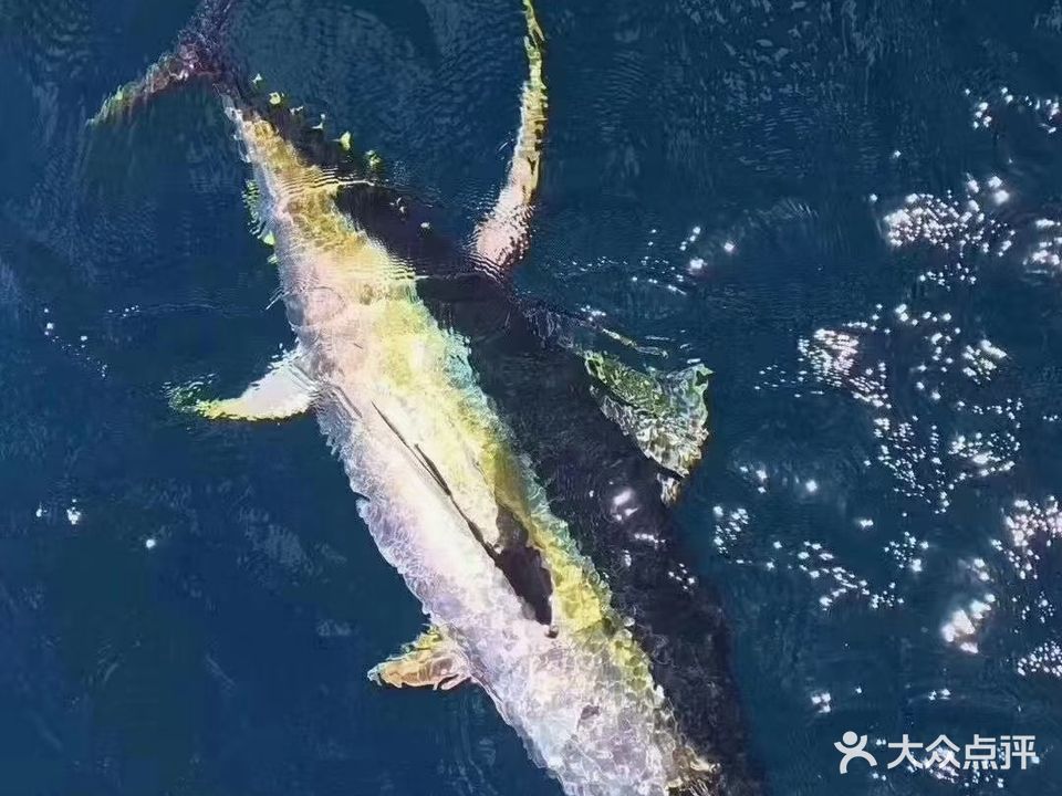 三亚海钓蓝峰游艇俱乐部