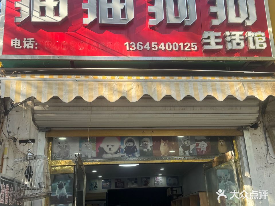 猫猫狗狗宠物店