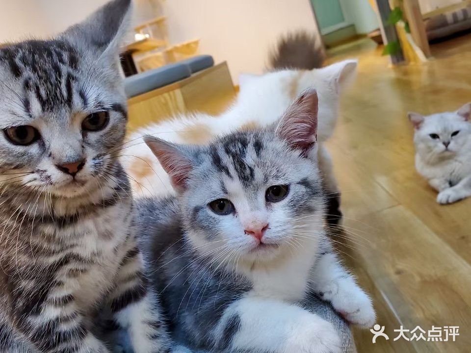 WiFi·猫咖(万达广场店)