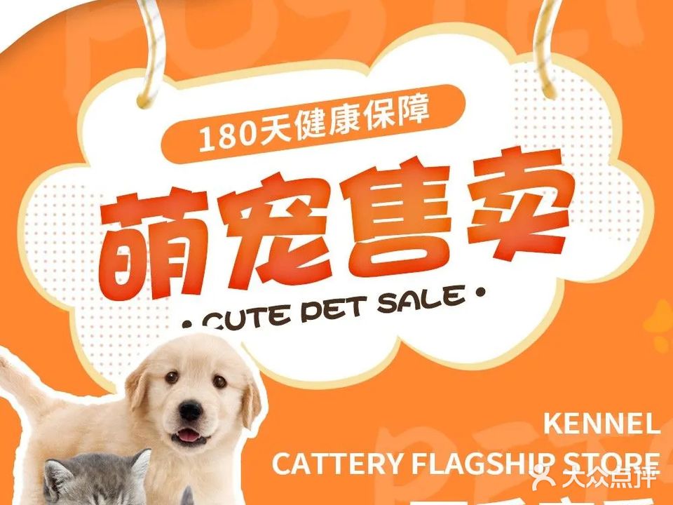 深圳天天宠物托运