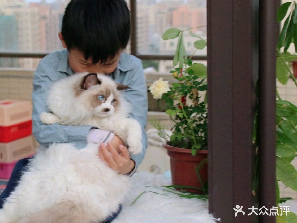 悦奇宠物猫舍(悦奇猫舍)