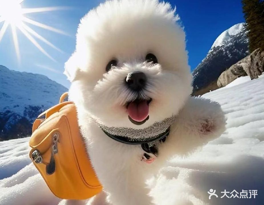 琥珀宠物店·洗澡·用品(琥珀假日天地店)