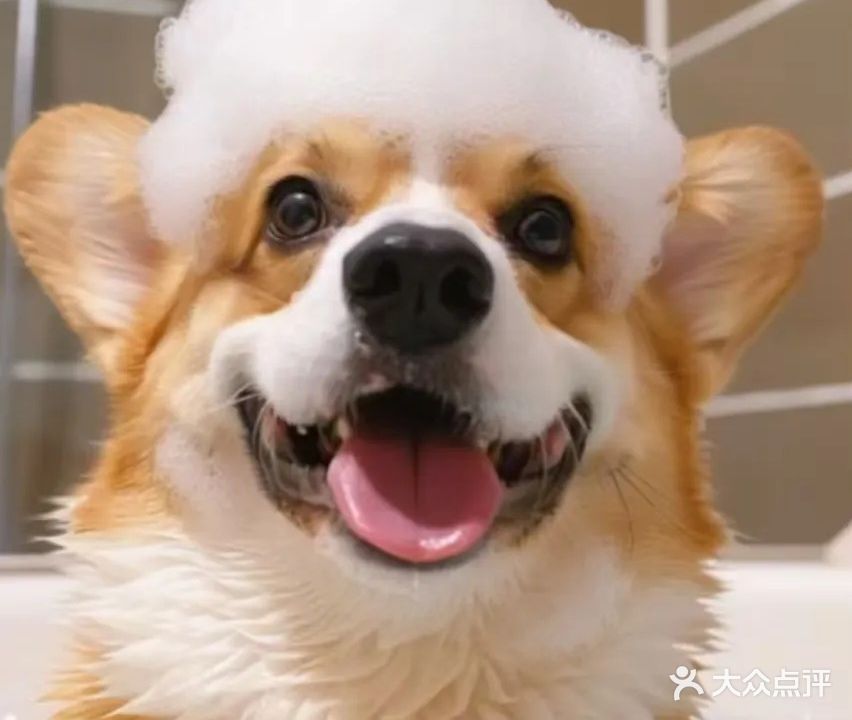 天时宠物托运(福地铭苑店)