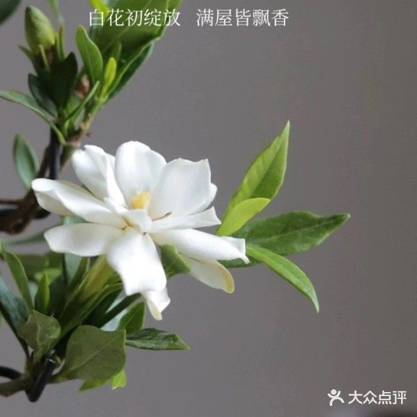 半岛富乔足浴采耳SPA