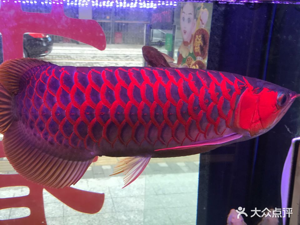 新湖水族馆(坑梓社区店)