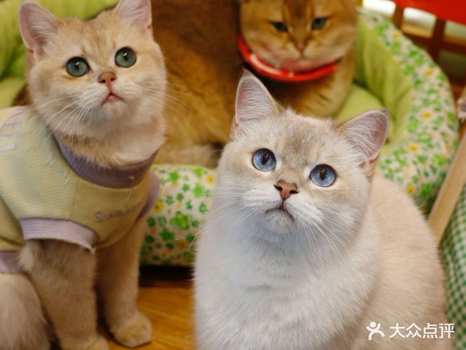 猫小主咖啡·猫咖cat cafe(福田店)