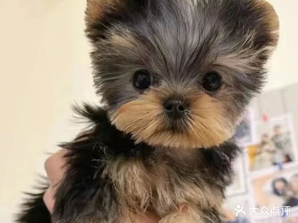 海口猫狗宠物基地