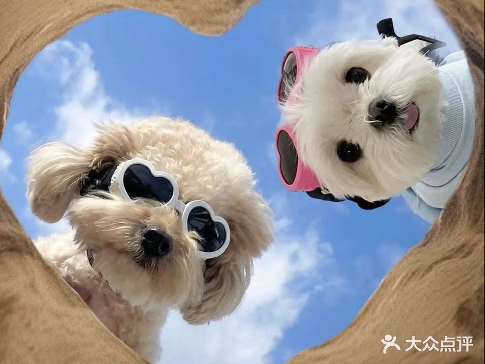 湛江莱咪宠物(中基新城店)