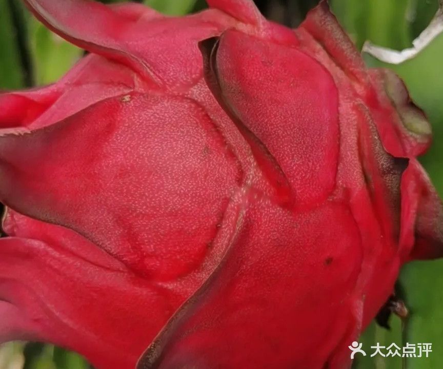 果甄甜火龙果园