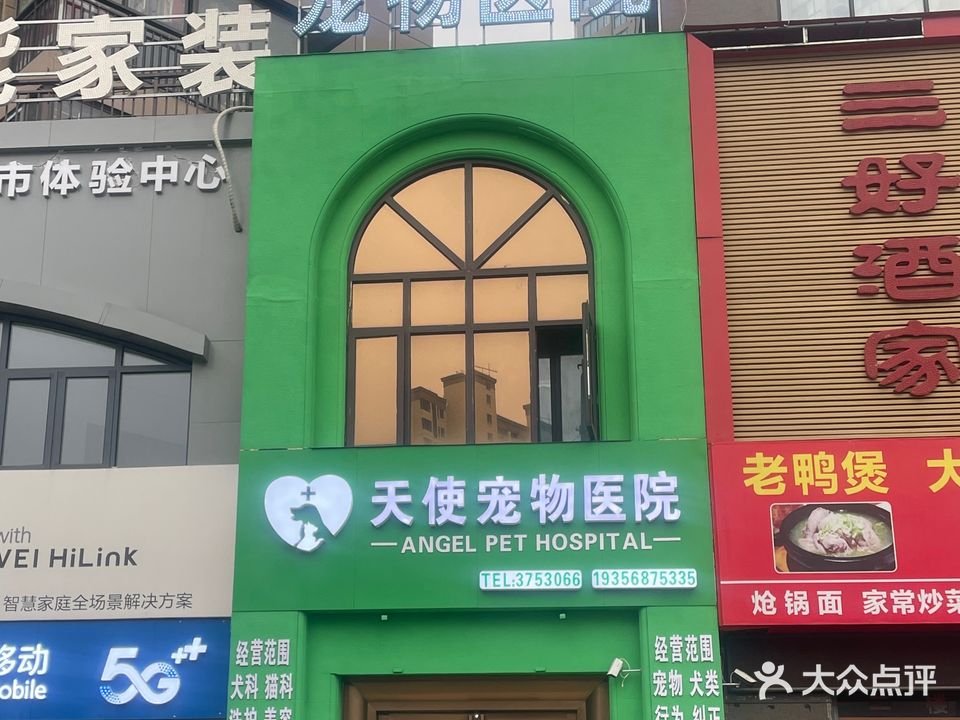 天使宠物医院24小时就诊