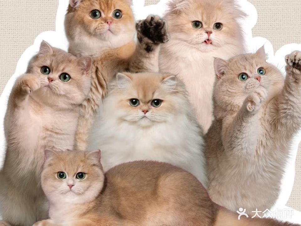 馋猫小站精品体验馆