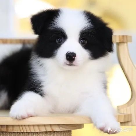 瑞祥宠物店·缅因猫舍(万科时代广场9拾9街店)