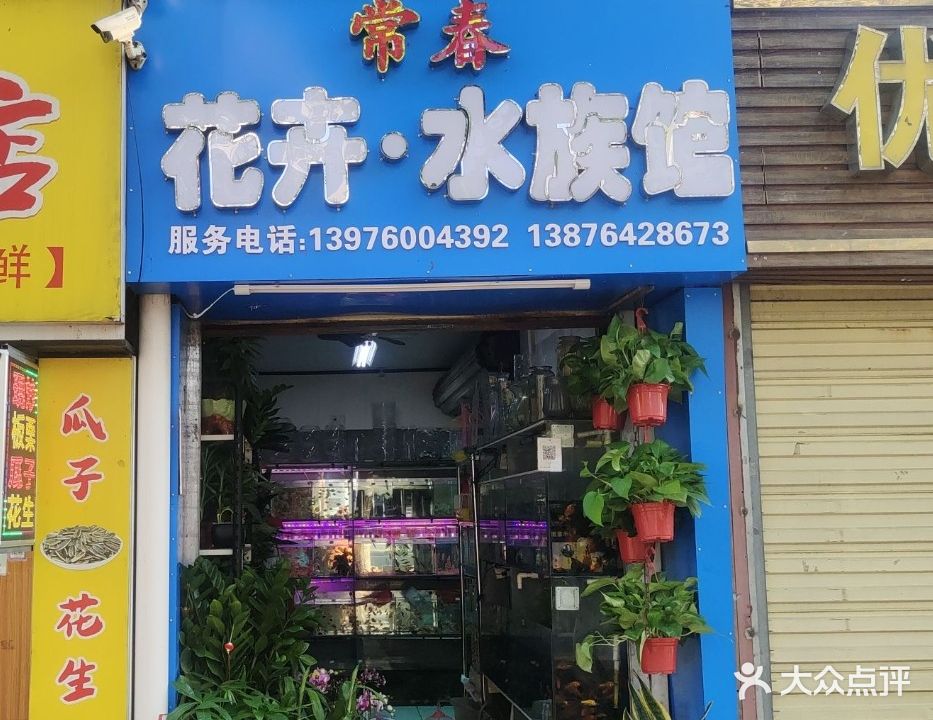 常春花卉·水族馆(金盘夜市店)