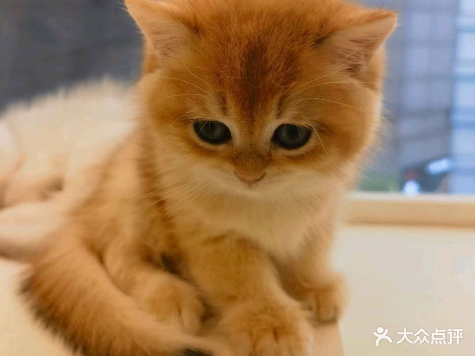 爱宠会所(岱河店)