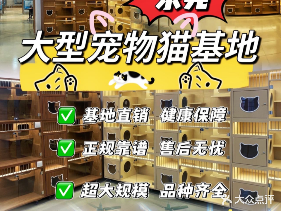 东莞市黄江喵哆哆宠物行